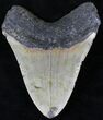 Megalodon Tooth - North Carolina #21671-2